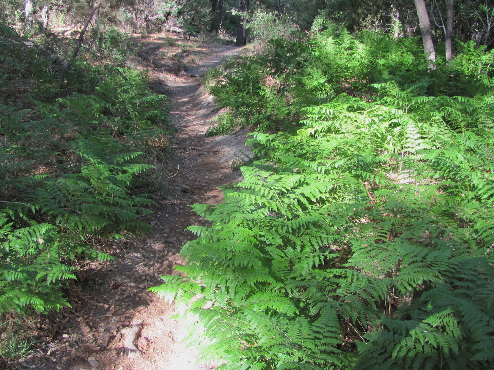 Clumps of ferns